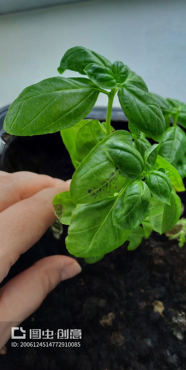 sugaf507375's tweet photo. Turn an old mason jar into a cute herb planter! No fancy tools needed, just some paint and string. Perfect for small kitchen spaces.， https://t.co/DVdshuf4s2