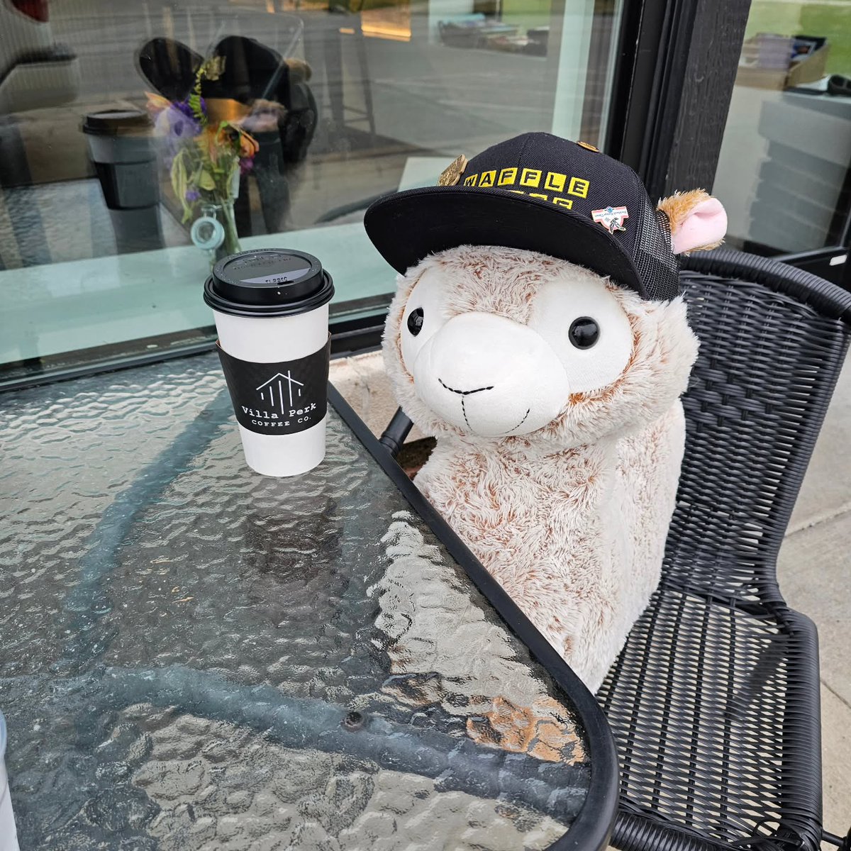 ZettaValrie's tweet photo. Coffee run, TrackSideLlamas style. The llamas stopped at Villa Perk Coffee in Villa Park. Waffle was first in line, as usual. Who’s watching the Brickyard 400 this weekend? Drop your pick to win in the comments! https://t.co/725HpxjjhY