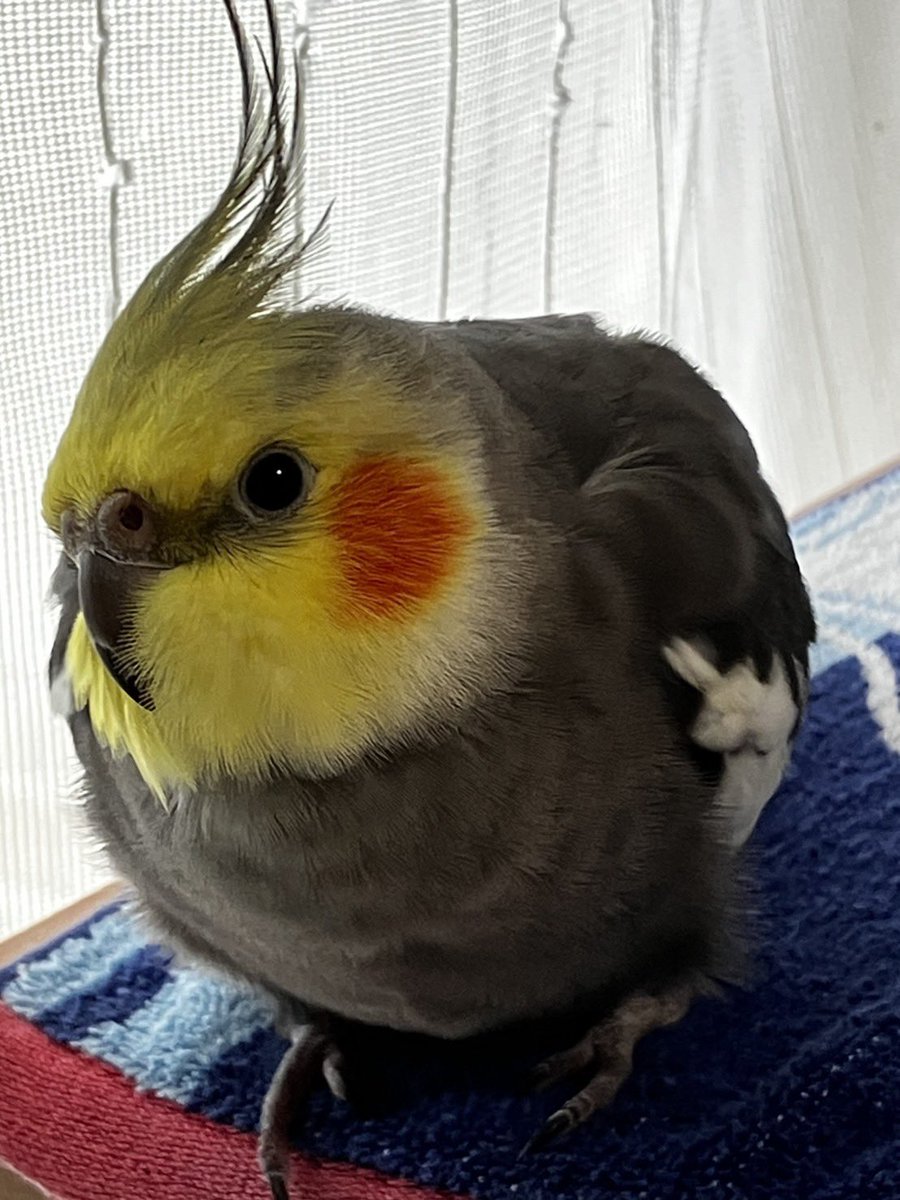 urumO5O3's tweet photo. オカメインコを探しています。本日11時頃茨城県県神栖市で迷子になりました。
保護された方や見かけた方はDMまでお願いいたします。
本当に些細な情報でも構いません。
むぎくんと呼ぶと反応します。
 #オカメインコ  #神栖   #茨城県  #迷子インコ  #インコ迷子 https://t.co/r3rjxHBLU1