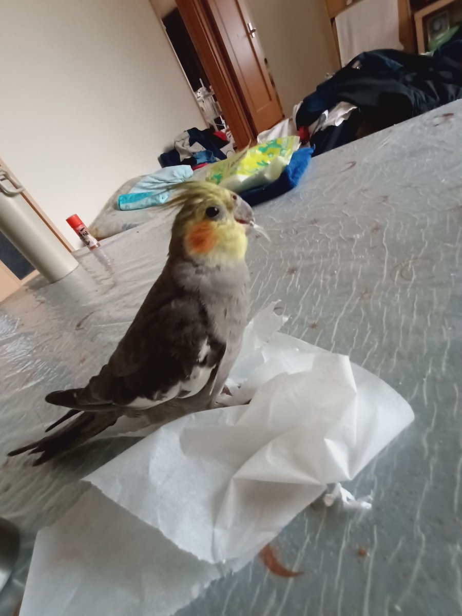 urumO5O3's tweet photo. オカメインコを探しています。本日11時頃茨城県県神栖市で迷子になりました。
保護された方や見かけた方はDMまでお願いいたします。
本当に些細な情報でも構いません。
むぎくんと呼ぶと反応します。
 #オカメインコ  #神栖   #茨城県  #迷子インコ  #インコ迷子 https://t.co/r3rjxHBLU1