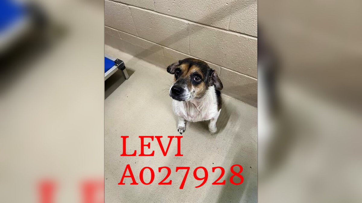 fionaismybitch's tweet photo. TO BE KILLED ON FRIDAY 9/18 IN CLAYTON COUNTY…THIS IS LEVI A027928 — 6-YEAR-OLD MALE TERRIER MIX. Levi is a sweet little guy looking for someone to give him a second chance! 🐾❤️ He is people friendly, non-dog reactive, and very sweet. Levi is adoption & rescue and needs someone  to step up and help him find the loving home he deserves.💔
DONATION LINK:  https://t.co/okXtX5racf

CLAYTON COUNTY
1396 GOVERNMENT CIRCLE
JONESBORO, GA
770.477.3509
Volunteers: 
rescue.coordinator@claytoncountyga.gov
volunteers.ccac@gmail.com