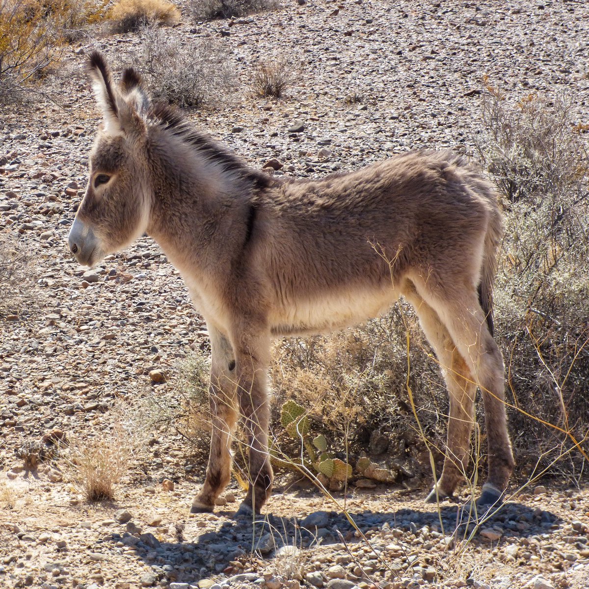 JannPerolt2qt's tweet photo. Wild Burros, Lake Mead, Nevada

It’s always exciting to see animals in their natural habitat. This young foal happily posed for a few photos. Burro: a wild donkey. Donkey: a domesticated burro. Jackass: a male donkey. Mule: offspring of a male https://t.co/eBT3ed8Cgv