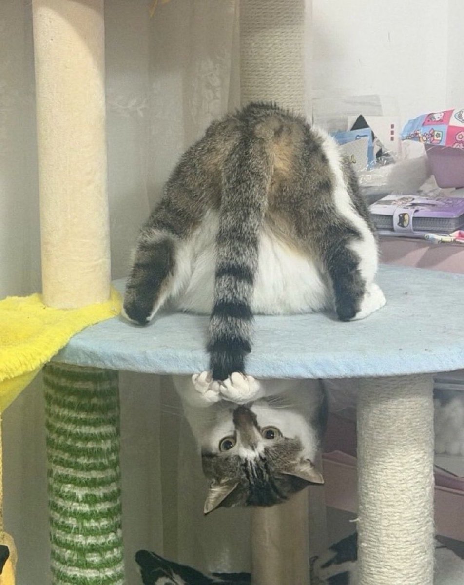 bazkosume's tweet photo. 猫、ついに無限ループへ https://t.co/p1sBYM2dij