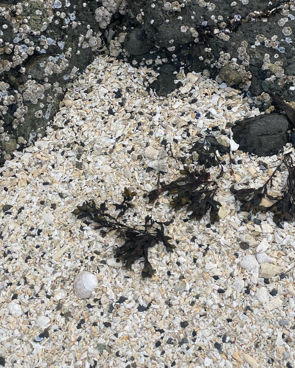 PattiMiggins's tweet photo. Shell Beach on Gossip Island https://t.co/Wbl1mY6ZlD
