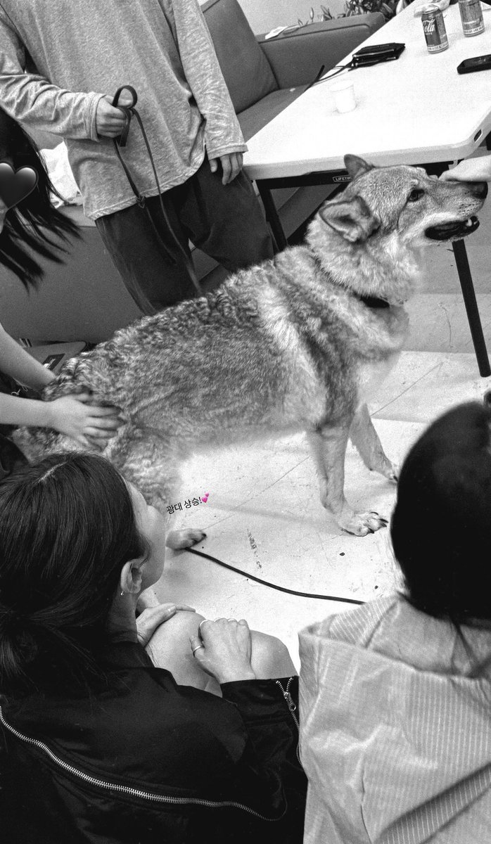 Violinti4SY's tweet photo. Shuuuuuuuuu and his wolf dog! 🐺

IG: _jangyunna https://t.co/oelujQxbPB