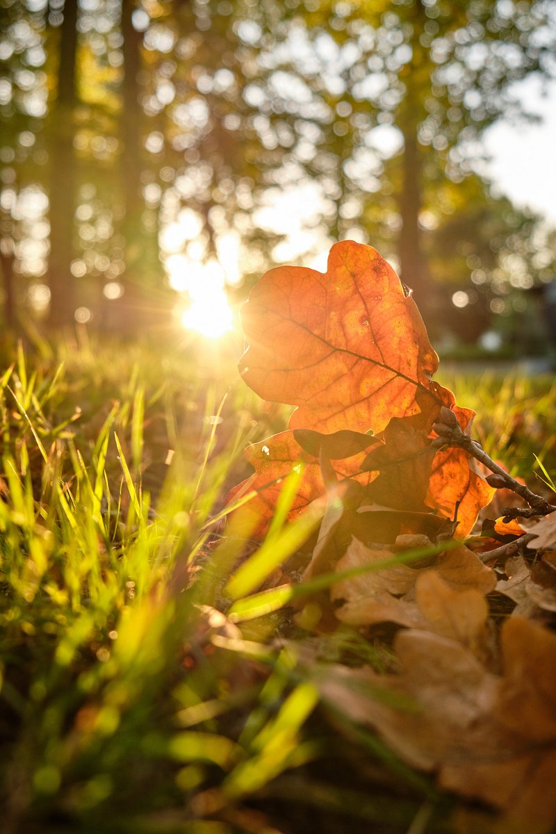 mistl469142's tweet photo. Sunshine + cool breeze = perfect fall afternoon for a walk in the park https://t.co/fF4QGlU2BA