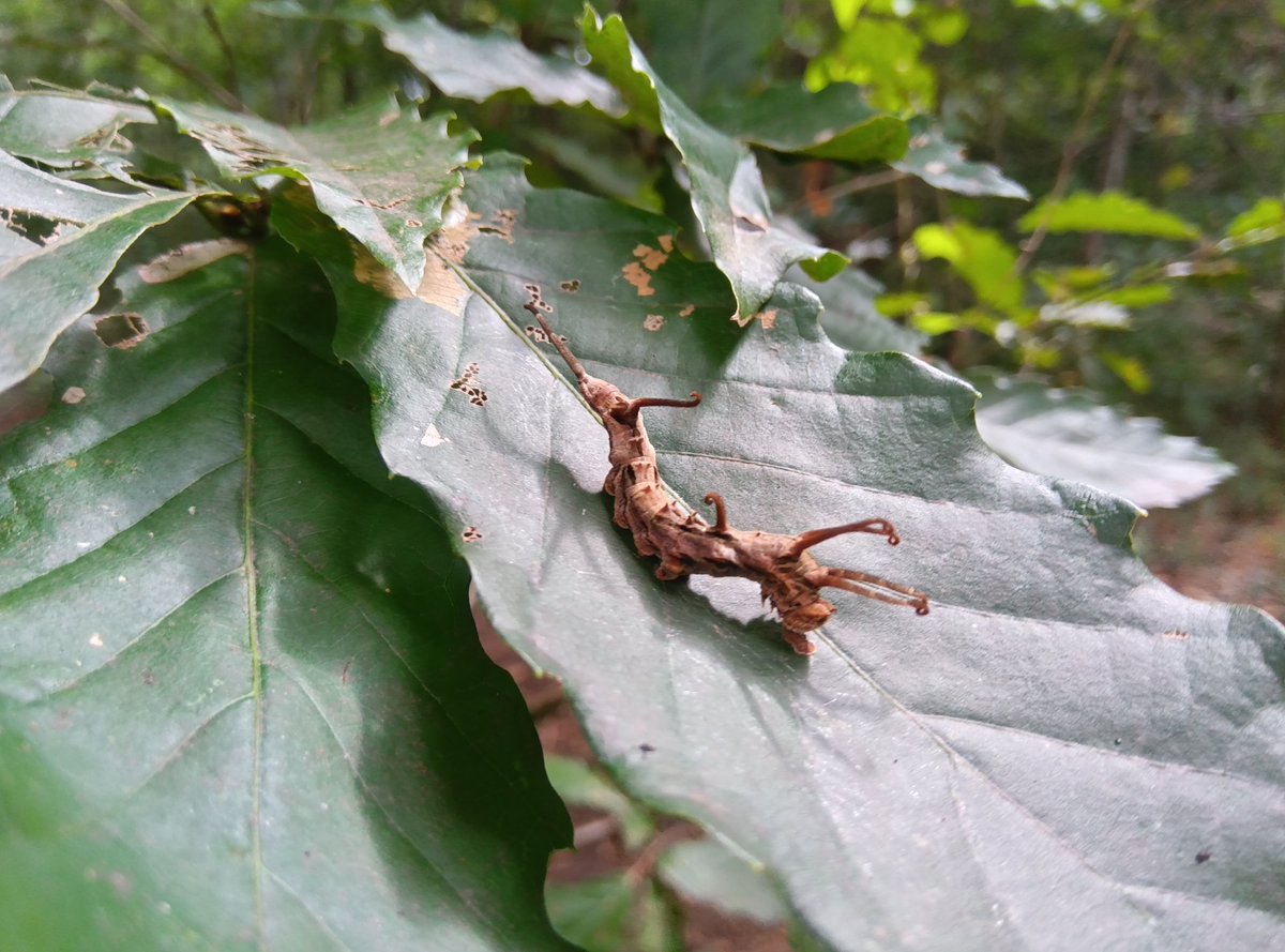 especmic's tweet photo. 今日は雑木林の維持管理です。すごくカッコイイ幼虫がいることを教えてもらいました。 https://t.co/7Ksrsfm3sb