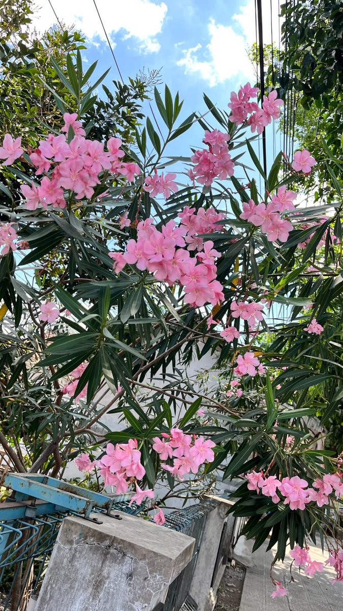 luvmatchiaa's tweet photo. Menemukan keindahan di sudut jalan hari ini🌷 https://t.co/fKTL7E7SK4