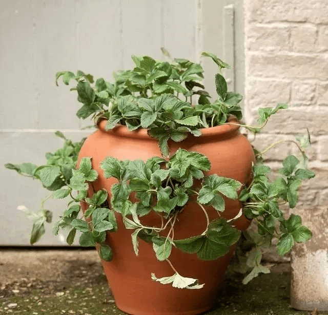 milkm933329's tweet photo. Turn an old mason jar into a cozy hanging herb planter in 5 mins! No fancy tools needed  Repurpose for a greener home.， https://t.co/pGetKpXlZW