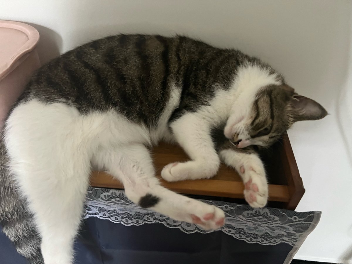 aeliq959190's tweet photo. Just finished folding the mountain of laundry and found my cat napping on the clean pile — best little bonus of doing chores today, no filter needed ， https://t.co/ZH349lE6uJ