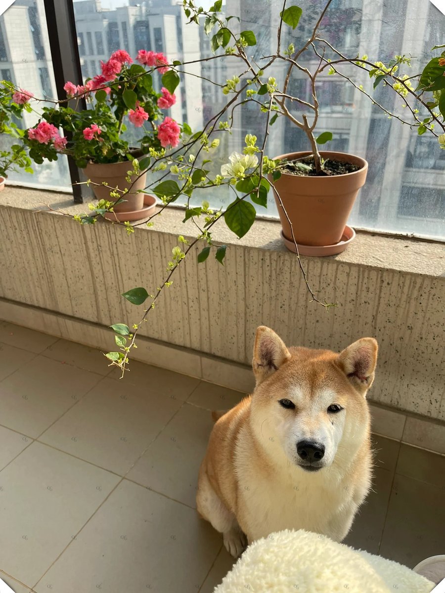 shrim599376's tweet photo. Sunny afternoon, lazy pup on the windowsill. Perfect little reminder that joy lives in quiet, snuggly moments with your fur baby. ， https://t.co/wkzfs64t2U