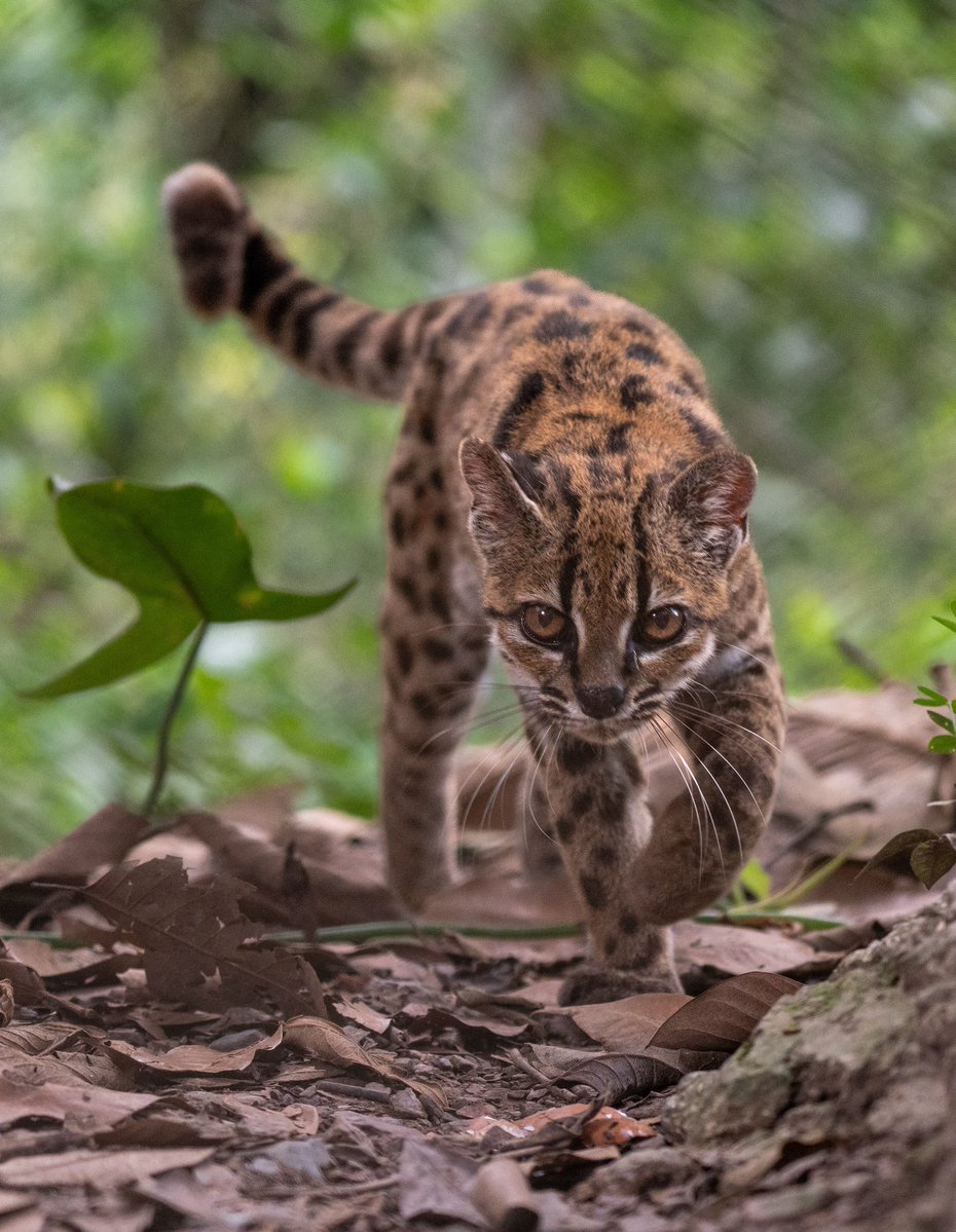 Biology1802's tweet photo. عاجل تم اكتشاف قط جديد و بذلك يضاف كائن جديد في المملكة الحيوانيه.
بعد ١٠٠ عام تم اكتشاف قط جديد https://t.co/5o2m3lHEvT