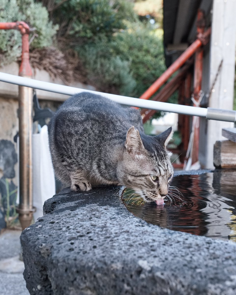 predictabo's tweet photo. 神社の手を洗うところで、水を飲む猫

憩いの場所だ���

#猫
#ねこ
#猫好きさんと繋がりたい𓏲𓎨
#猫神社
#cat https://t.co/MW0fX7uisY