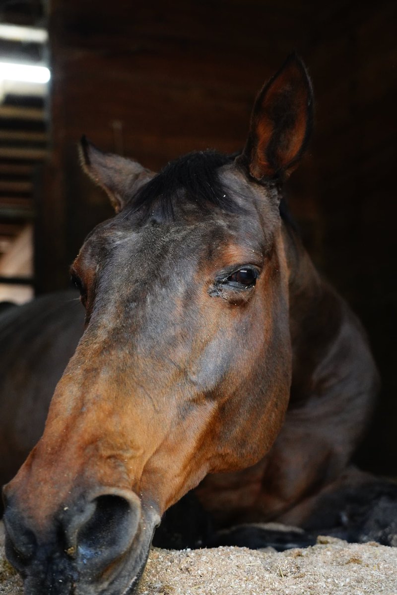 Inesdecampbell1's tweet photo. @SEAMOjyukucho 素晴らしい馬日和🐴 https://t.co/NMVIYDstdw