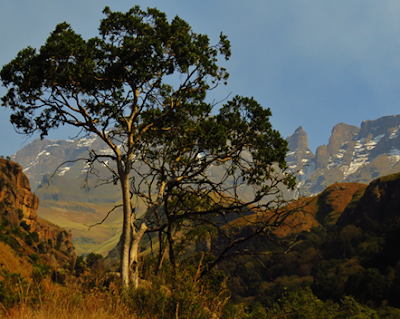 SamtashTwo's tweet photo. Visions of the KZN Drakensberg Wilderness..........

Read more at: https://t.co/R16yhUHgfF https://t.co/JbDozohV1r