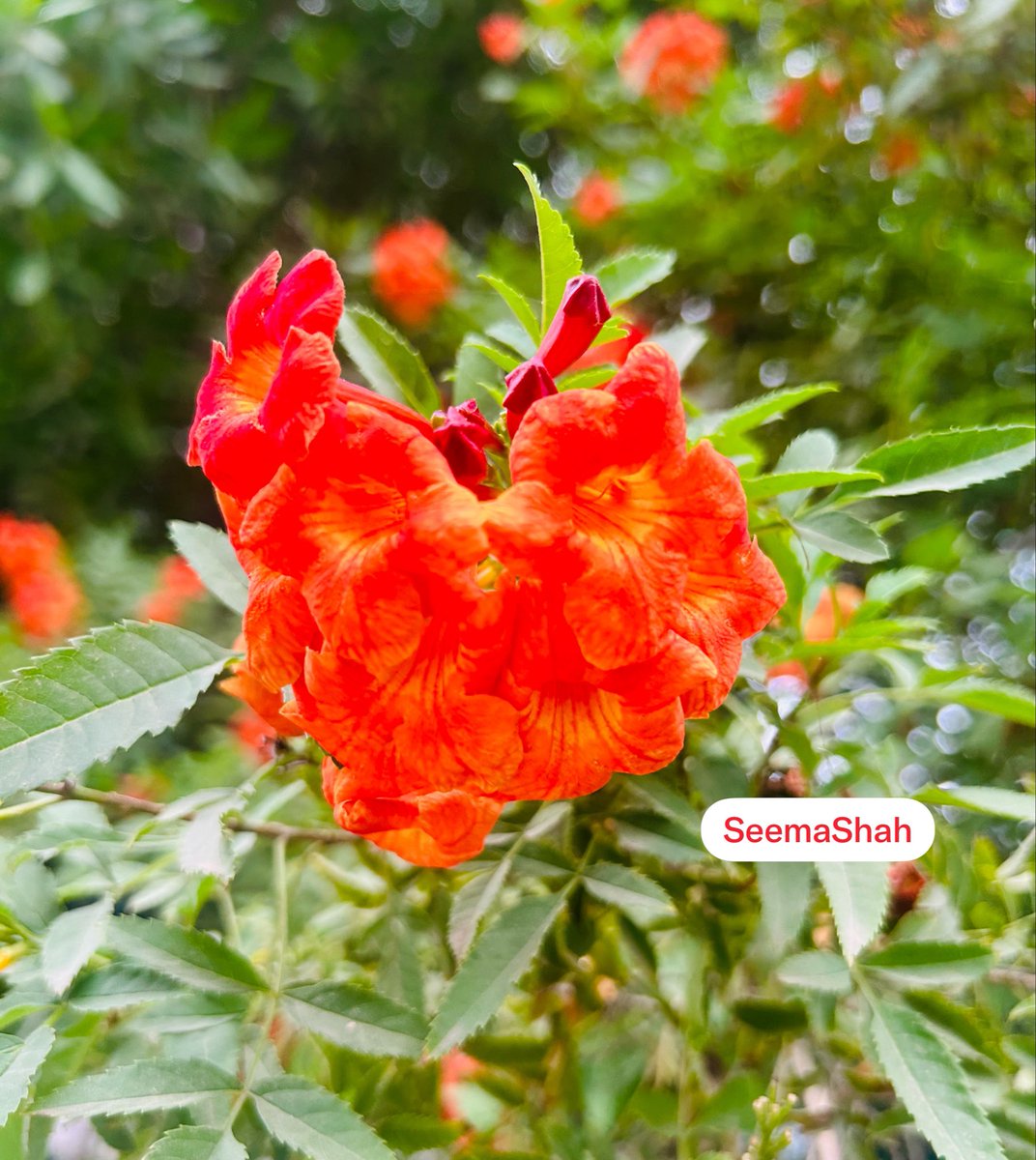 SeemaSh46712468's tweet photo. @mabend2 Beautiful 😍🙌🏻❤️ Finally Friday.....
Flowers on Friday! 📷🌷
Have Fantastic Friday 🙌🏻💐❤️
#theme_pic_India_flowers
#Sclick
#Sऊवाच😍 https://t.co/pmvRB1pthI