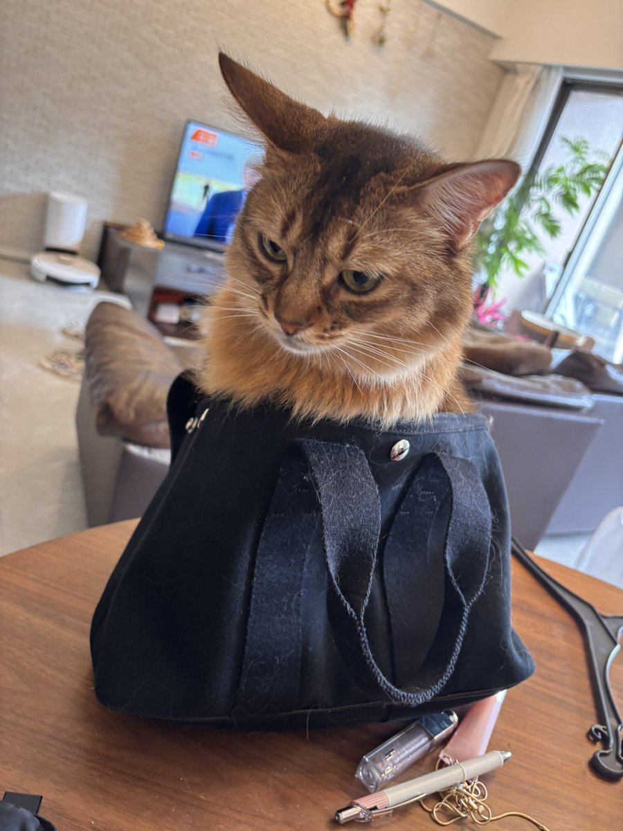 ZUfSk3ITiUPzAPW's tweet photo. 何年か前に、清水の舞台から飛び降りるつもりで買った大事にしているバッグに大事な大事な宝物がイン。 https://t.co/hO1iucioJ3