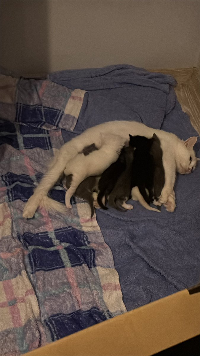 ytutavuk's tweet photo. YTU TIME SAHIPLENDIRME !!!
bu guzel kizi beyoglunda bi sokak arasinda gorduk aldik, evden atildigi belli olan bi kizdi. kendi kedimize alistirmaya calistik fakat evdeki kedimiz sagir oldugu icin alisamadi surekli tislasiyorlar ve bu kiz gelirken BEREKETIYLE GELDI 7 YAVRUSU VAEMIS https://t.co/Yt2JHom0Lv