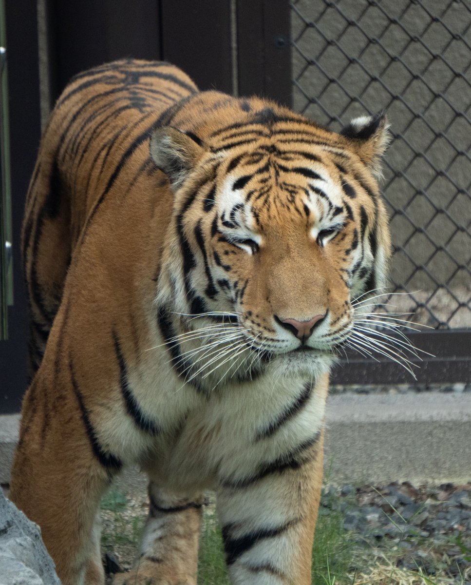 NPAGU0110's tweet photo. フタバくん初めまして🐯
少しだけお外に出てきてくれてありがとう☺️
#徳山動物園 #アムールトラ  #フタバ 
 #α6400  #SONY https://t.co/MN2guyuFwc