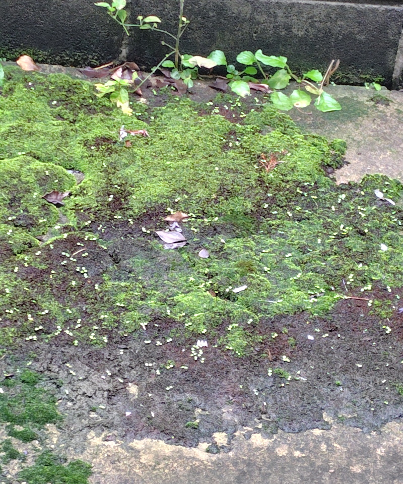 GOKIPRESSO's tweet photo. うちの和風苔庭園に
また知らない芽がたくさん出始めた。
どこからやってくるんだ？ https://t.co/h3hqUFsJDi