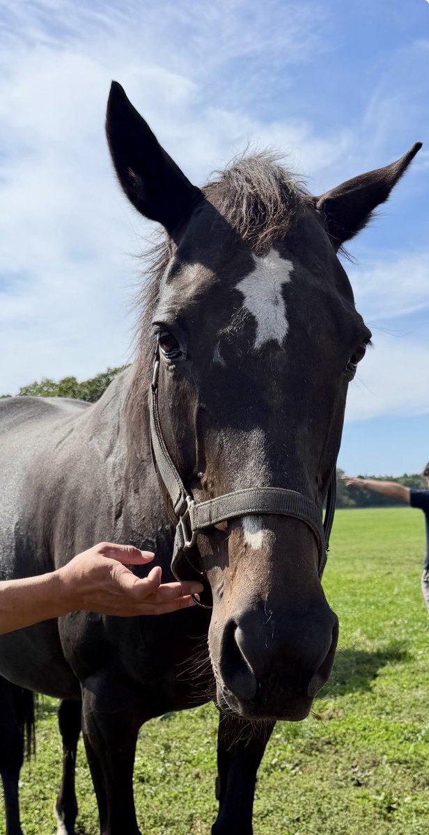 mats4grobe's tweet photo. 久々に中央3勝ママ観てきた。
元気そうでBCSも良好🙆‍♀️

ポエティックフレア受胎中
無事にリアライズシリウスみたいな仔産んでくれますように🙏 https://t.co/aK9dUSEJdT