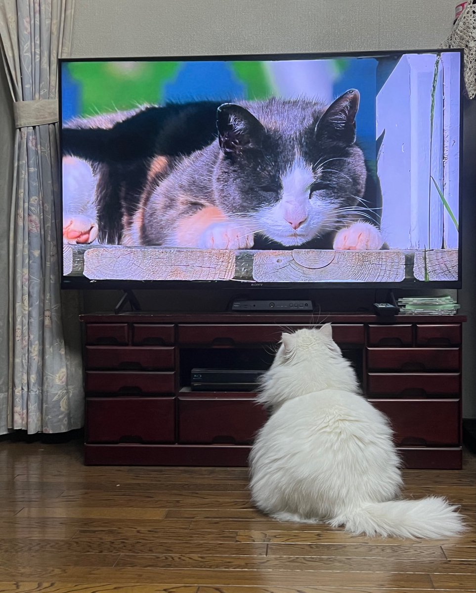 shironekoleota's tweet photo. かわいい😻❤️🩷

成猫で1.4キロなの？
ウチの猫が生後5ヶ月位の体重？

ウチの猫は減量したい成猫用フードでダイエットしても体重が7キロ‼︎

雪だるまに似て可愛いけど😹 https://t.co/CIpiCdt3Qj
