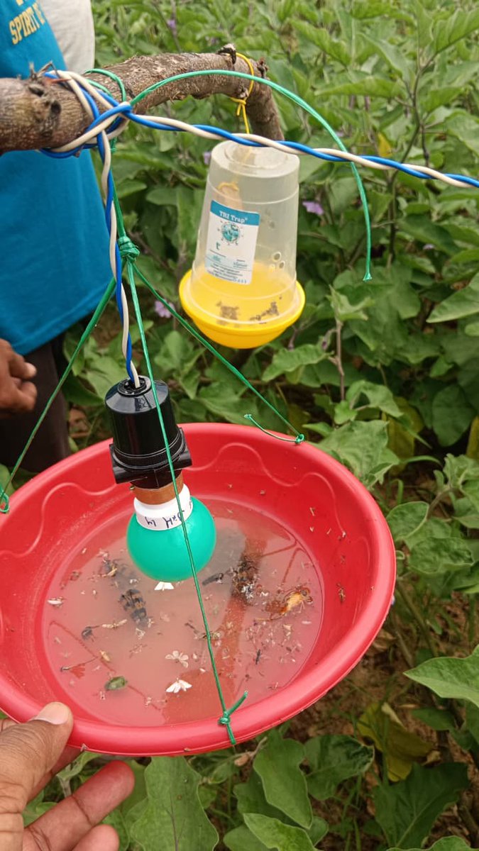 rohtaskvk's tweet photo. Light trap and pheromone trap technology for insect control in brinjal farming, village- Dhaudarh, Farmer's Name - Shri Ram Narayan Singh, block- Sasaram, Rohtas. https://t.co/5UsaL1936X
