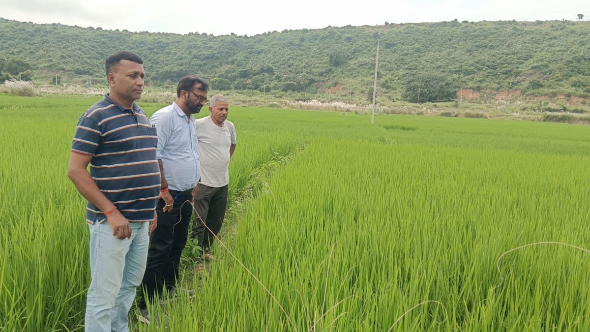 rohtaskvk's tweet photo. Diagnostic visit of Shri Awadh Bihari Singh at village- Dhaudarh, Block- Sasaram in Natural Farming plot of paddy by KVK Rohtas scientists. https://t.co/p2DNERaH51