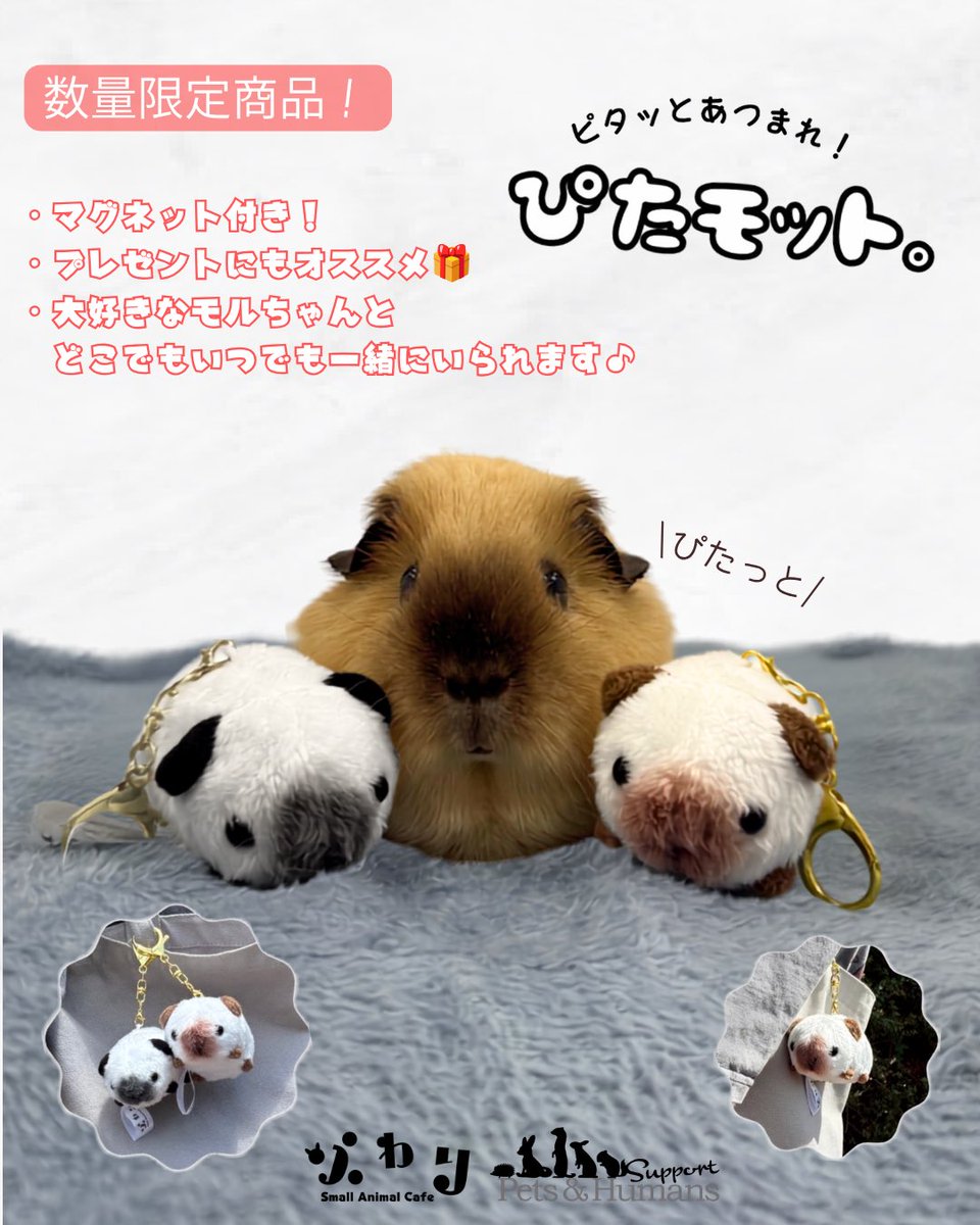 PetsHumans tweet picture