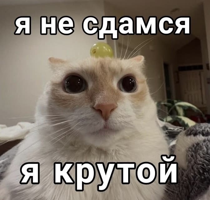 Kaveeh_412's tweet photo. @marukoro1983 С днём рождения, надеюсь у вас будет много подарков и поздравлений https://t.co/ASjKMMOAxq