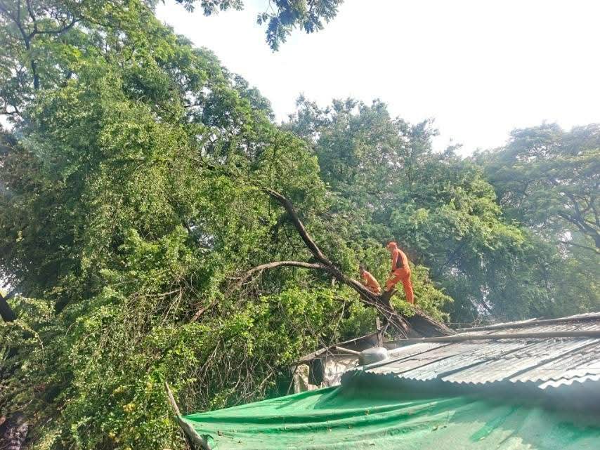 fsd_gov_mm's tweet photo. On 17.9.2026, at about 08 30, due to heavy rainfall, a tree fell onto a residential house near Kantawgyi, Than Lyat Maw Taung Ward, Chanmyathazi Township, Mandalay Region. SAR members from the Chanmyathazi Township Fire Station carried out clearance operations. https://t.co/2LDQkVN5W9