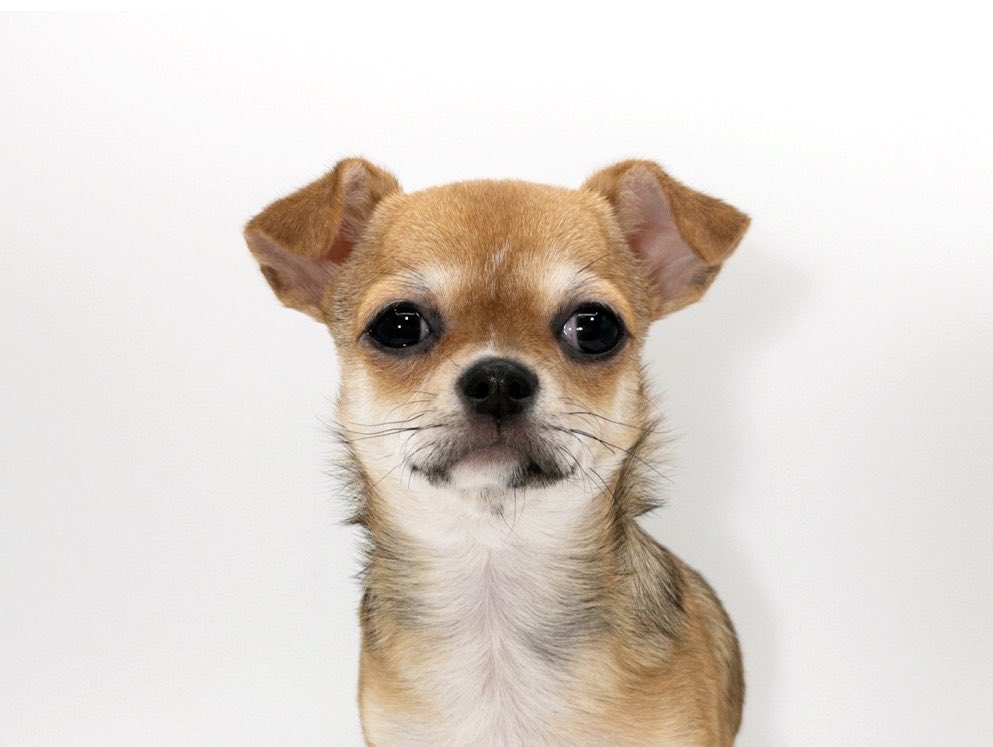 Morita5V's tweet photo. 犬を飼う予定なんて1ミリもなかったのにたまたま通ったペットショップでなんだか可愛い子犬を見つけ、後から気になってホームページ見たら間抜けヅラに一目惚れ…6ヶ月間迷いに迷って仕事終わりに思い切ってお迎え…今では🐶中心に世界が回っている🤦‍♀️🤦🤦‍♂️
#人生何があるかわからない https://t.co/7LnpabplDO