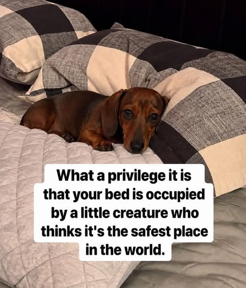 petpopular's tweet photo. https://t.co/pzQu4eWKlR