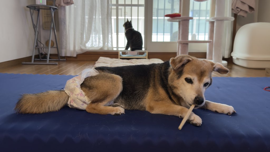 aioi_tsubetsu's tweet photo. ガム咥えたまま寝るシニア犬…💤 https://t.co/Pegx2zwbee