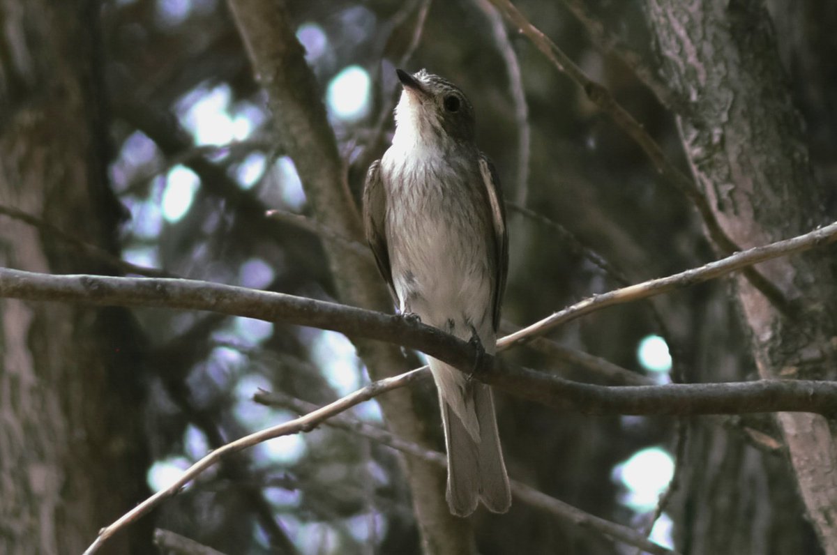 abirdfliespast's tweet photo. spotted flycatcher (muscicapa striata)

#birding #birdphotography #spottedflycatcher #bird #birdtwt https://t.co/4vMuPt6Yz2