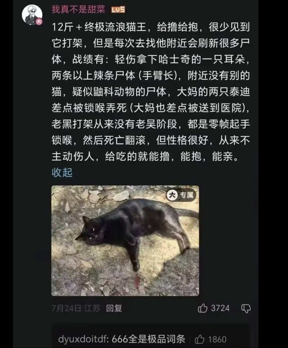 ShoBeiYong's tweet photo. 可能是地球上进化最完美的哈基米了 https://t.co/HOb2EnqDTL