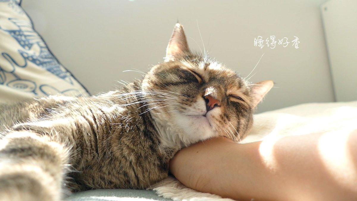 kikiv887315's tweet photo. Nothing beats a lazy Sunday cuddled up with my purr machine https://t.co/JauItyt03o