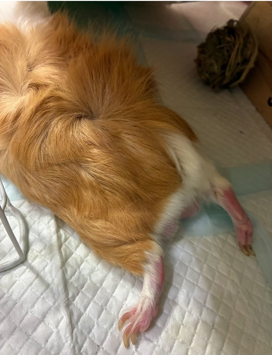 smitomorara's tweet photo. リラックスしすぎなモル。
後ろ足が完全にオフです。笑

#モルモット #guineapig https://t.co/dlV2aTvqw4