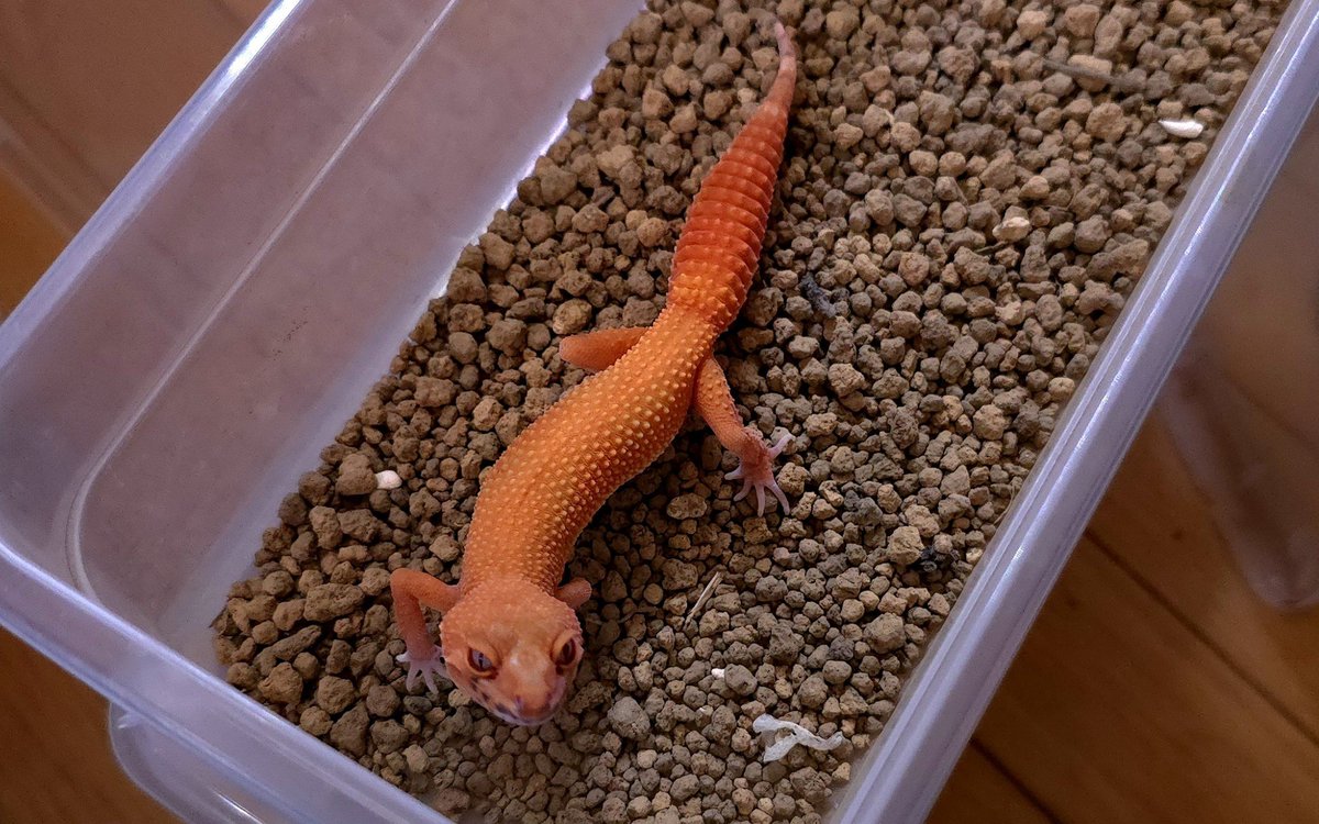AMAYADORI_rep's tweet photo. Tangerine Bell
Tangerine Tremper 
Tangerine Rainwater(Rain Sunglow)
3タイプともバッキバキです

#NEWReptilesDay https://t.co/DLmk4wOTnn