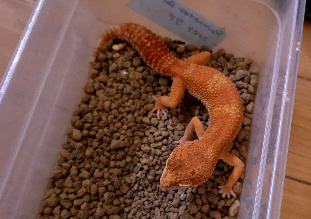 AMAYADORI_rep's tweet photo. Tangerine Bell
Tangerine Tremper 
Tangerine Rainwater(Rain Sunglow)
3タイプともバッキバキです

#NEWReptilesDay https://t.co/DLmk4wOTnn