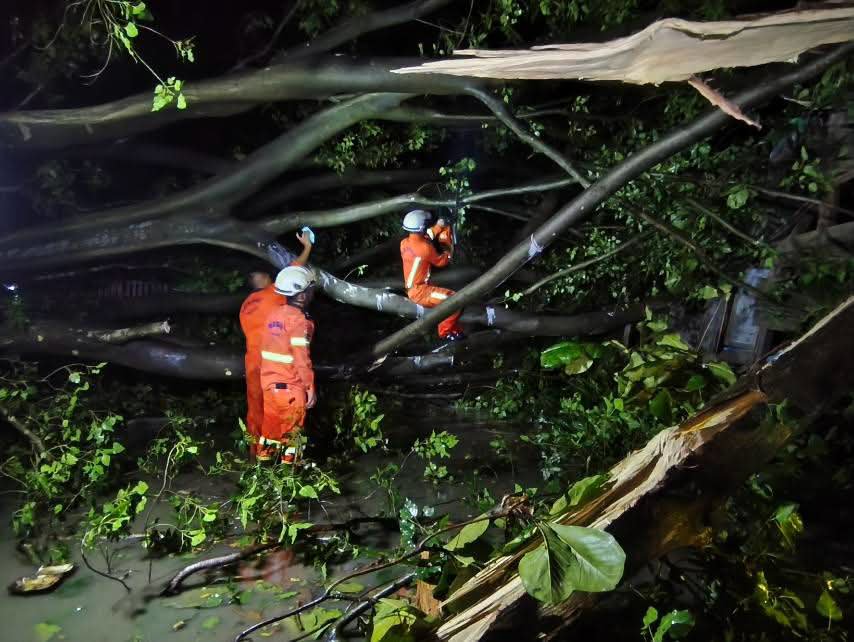 fsd_gov_mm's tweet photo. On 17.9.2026, at about 20 43, a tree fell within the compound of No. (148) Timber Mill on the Union Highway, Ward (64), South Dagon Township, Yangon Region. SAR members from the South Dagon Township Fire Station carried out clearance operations. https://t.co/eaUyIRBe5x