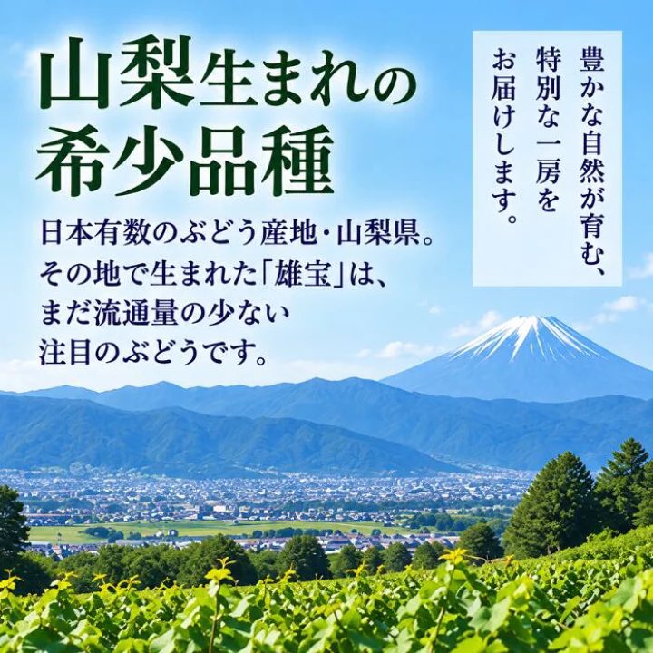 YUM_NOSH_FFC's tweet photo. 【雄宝の魅力】
・山梨県生まれのぶどう
・シャインマスカット × 天山の交配品種
・驚くほどの極大粒
・皮が薄く、皮ごと食べられる
・果汁たっぷり、爽やかな甘さ
・まだ流通量の少ない希少品種 https://t.co/EAJpsEXi4B