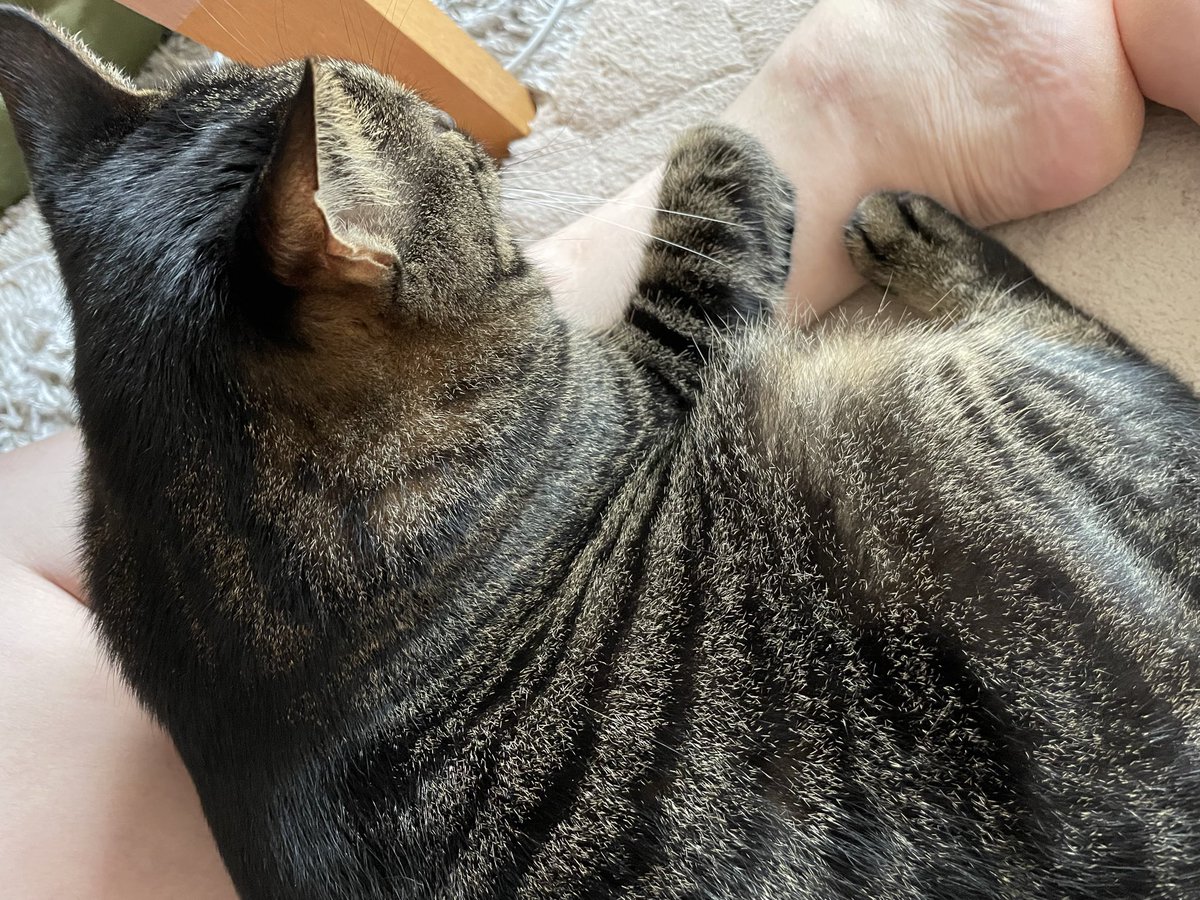 goothecat's tweet photo. 人間さんが起きている時は人間さんの胡座の中がぐーの定位置です(=^ェ^=)v https://t.co/BBGTgl1SBL