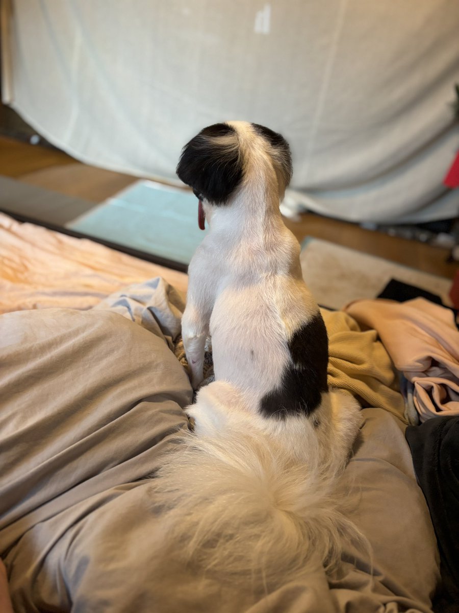 chiisai_dog's tweet photo. 1月の手術で丸刈りにした被毛、やっと綺麗に育ったのに。ダブルコートの長毛をプロに頼らず維持するの頑張ったのにな……😭😭シルバーウィークはふわふわになった毛並みでお出かけする予定だったのに。悲しい https://t.co/P4DFyAcbRO