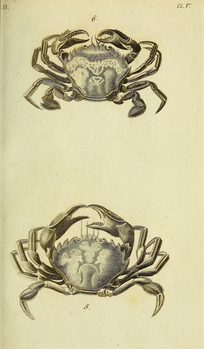 CRCiencia's tweet photo. ILUSTRACIENCIA
Cangrejos
📚 British Zoology, Warrington Printed by William Eyres, for Benjamin White, London, 1776-1777
#Crustaceos #IlustraCiencia https://t.co/9g91E5NmHF