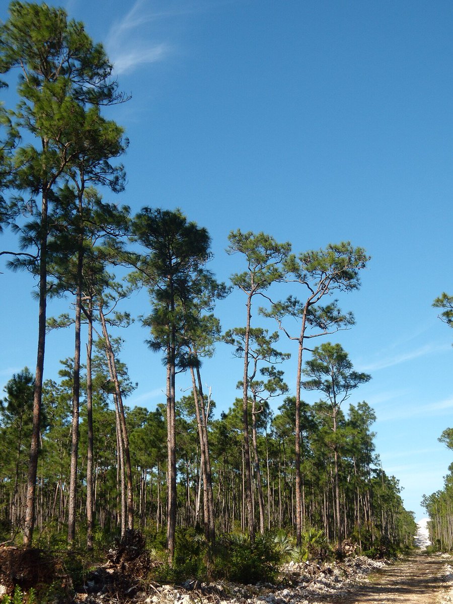 extinctoftheday's tweet photo. Hurricanes Dorian (2019) and Matthew (2016) may have been the final blow to the Bahama nuthatch, but that's only half the story

Logging &amp; invasives devastated the pineyards these tiny birds called home

By 2007, only 23 birds could be found, confined to one piece of private land https://t.co/hIKtTC7Z4R