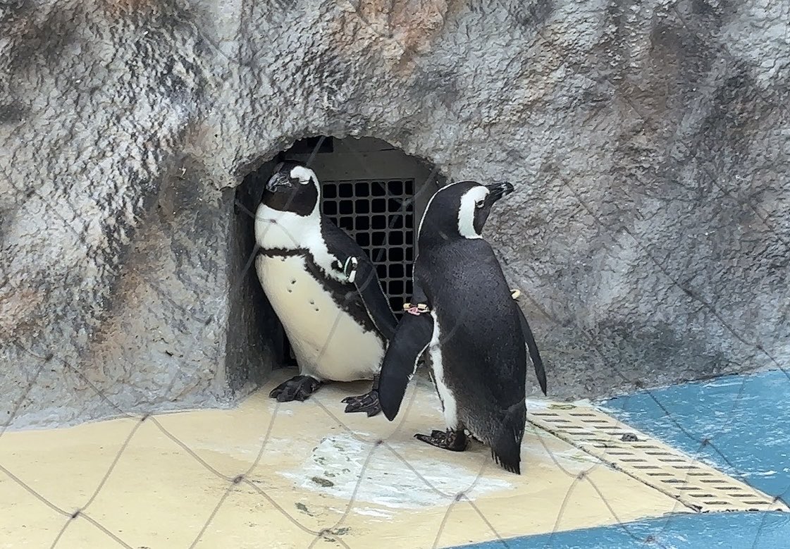 teri3060's tweet photo. 動物園なう
ペンギンだけ写真撮ってる🐧 https://t.co/JvNkFAzM1d