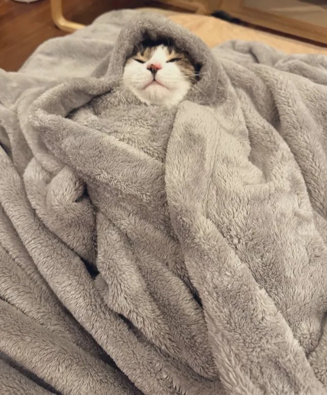speln571040's tweet photo. Just found my lazy cat napping on the freshly laundered blanket I hung out to dry — guess someone claimed their new cozy spot , https://t.co/IHuHNwqBlM