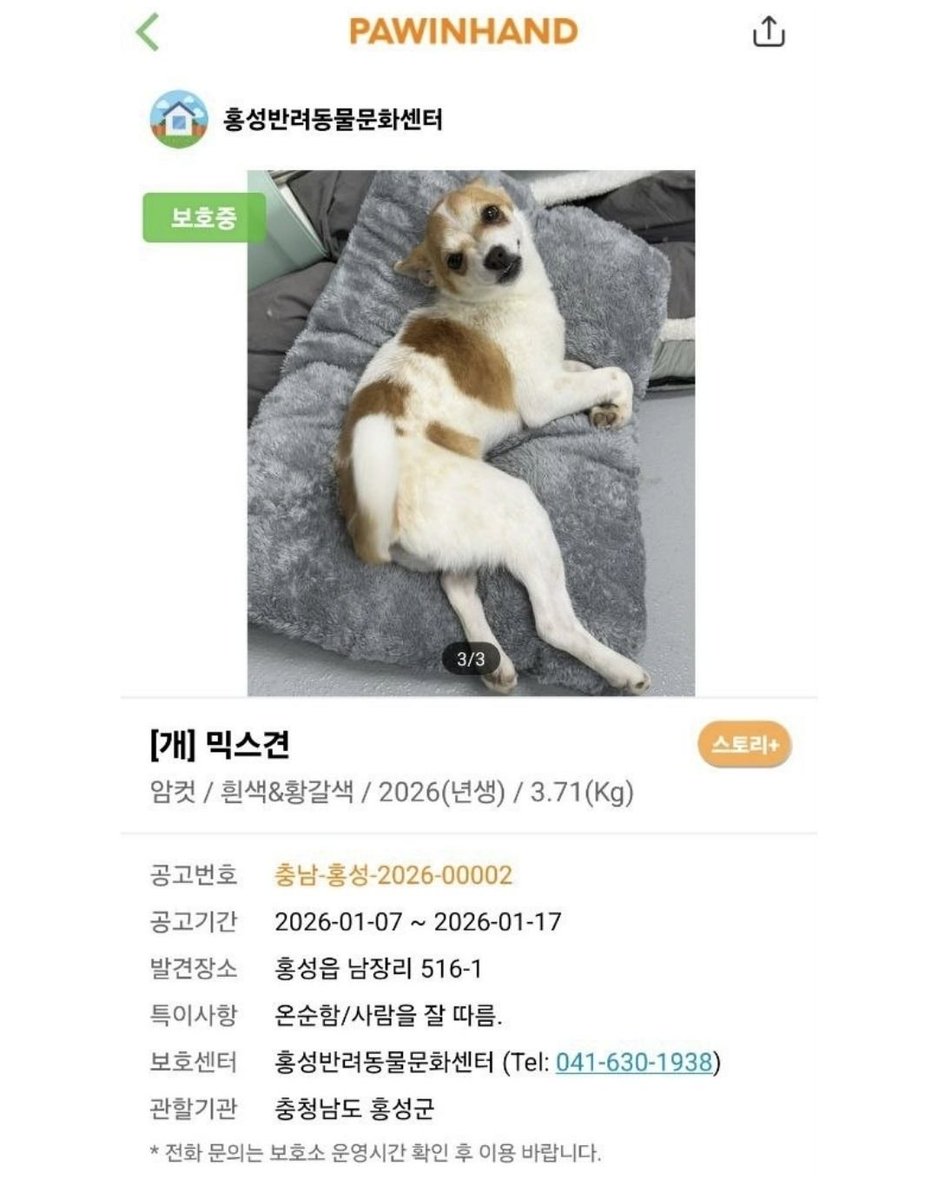 nomore_fence's tweet photo. [애교만점 천재강아지, 김주턱🖤]

주턱이는 사람과 눈 맞추는 걸 아주 좋아하는 강아지예요. 그래서 사람을 늘 그리워한답니다. 다른 강아지와도 잘 지내고 항상 양보하는 착둥이여요🥺 애교도, 사회성도, 똑똑함도 다 갖춘 주턱이의 가족을 찾고 있어요!

문의 홍성군반려동물센터
041-630-1970 https://t.co/OXMIDMWXir