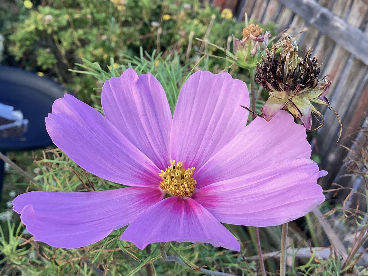 AntheaJames3's tweet photo. #GoodMorningAll Happy Friday…  I haven’t had a lot of #Cosmos this year but it’s still lovely what ive got for  #PinkFriday have a lovely day and take care #FridayLove https://t.co/ysZfQkZIPK